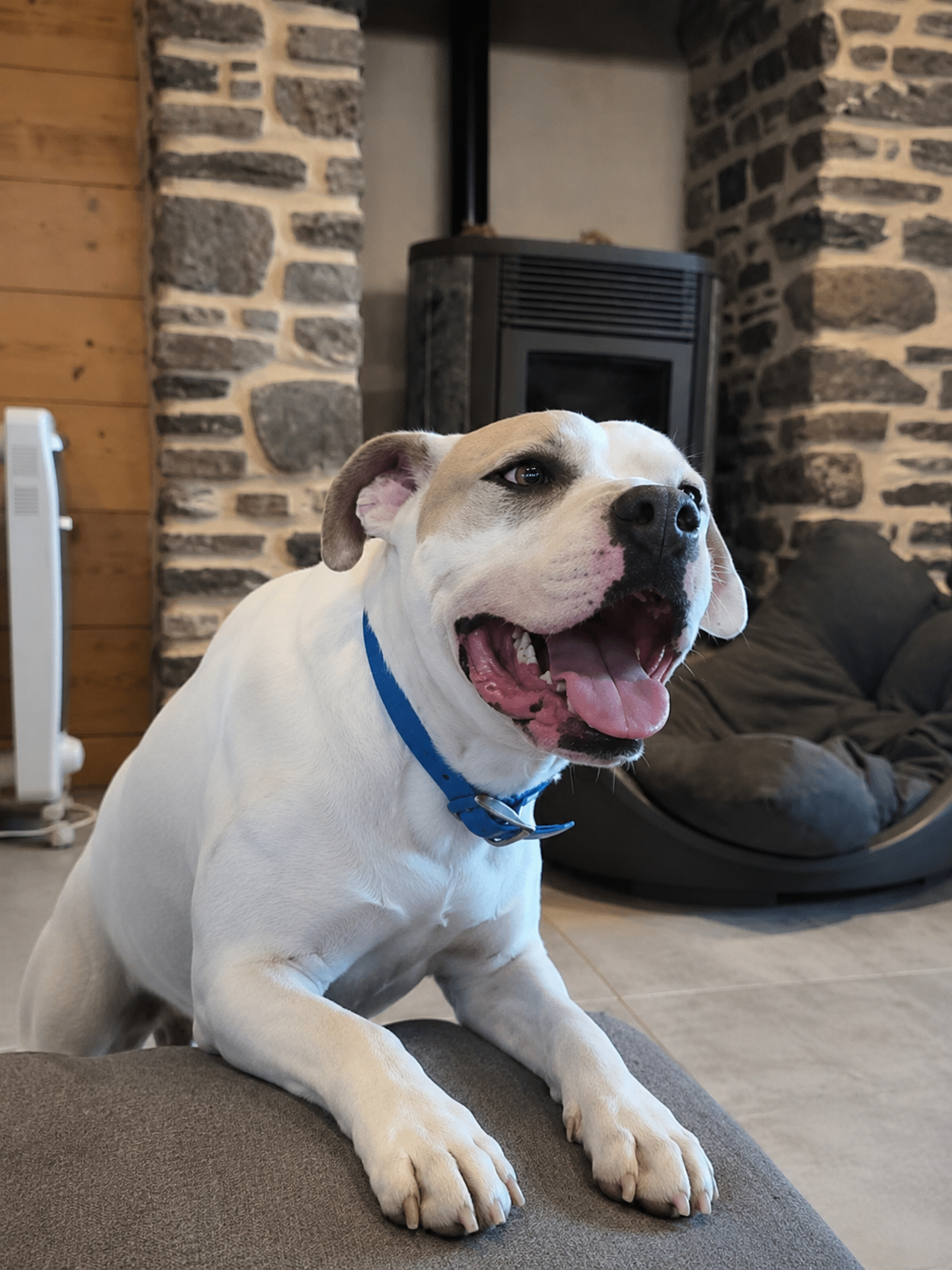 Retrouvez Ker Dog sur Instagram