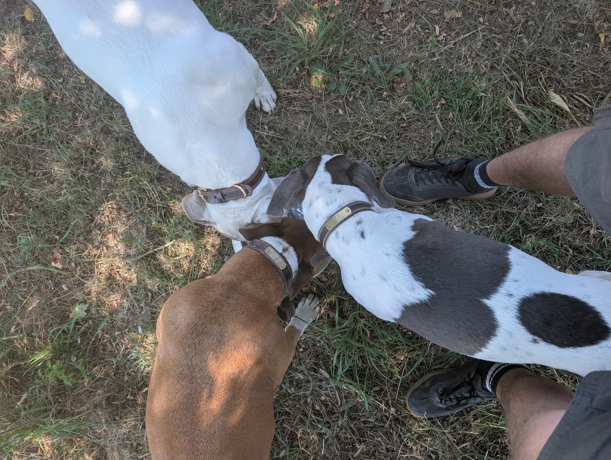 Trois chiens participant aux ateliers collectifs Ker Dog